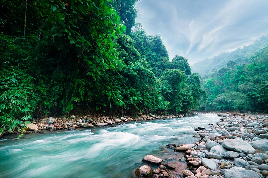 LPP has started cooperation with Canopy – an international organisation for forest protection
